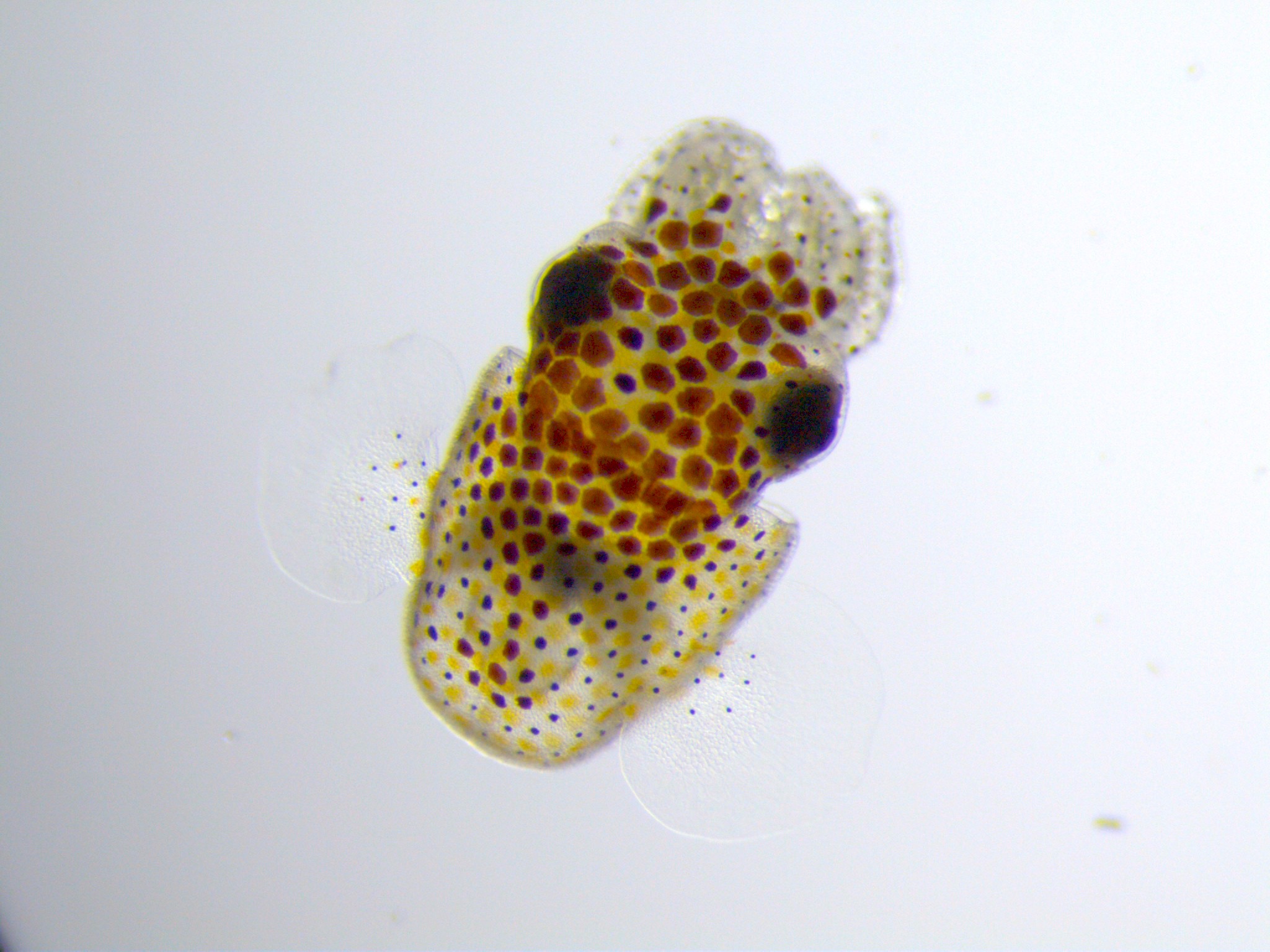 Hawaiian bobtail squid hatchling