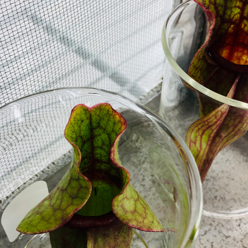 Pitcher plants in lab