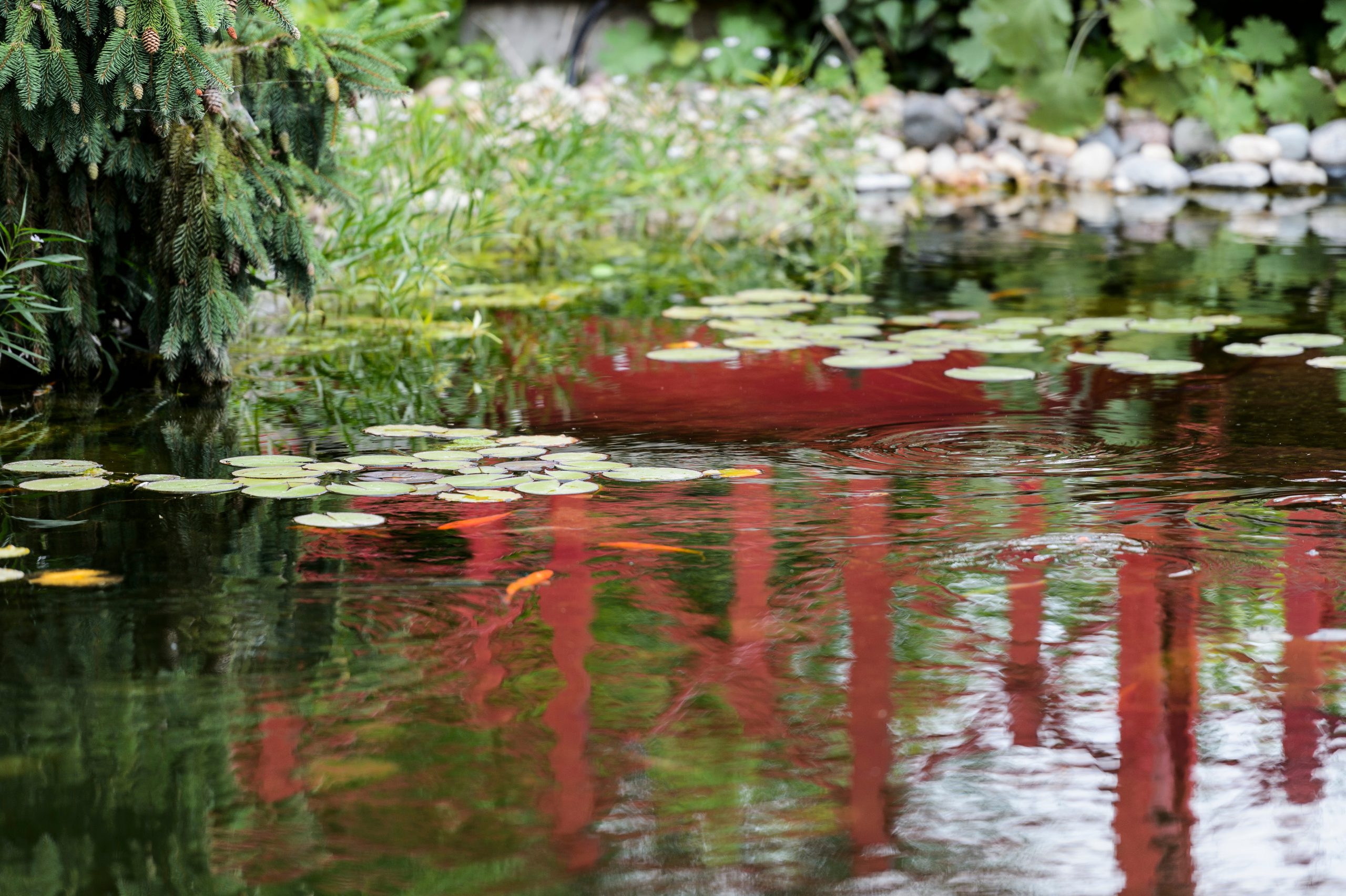 Koi fishpond at Allen Centennial Gardens