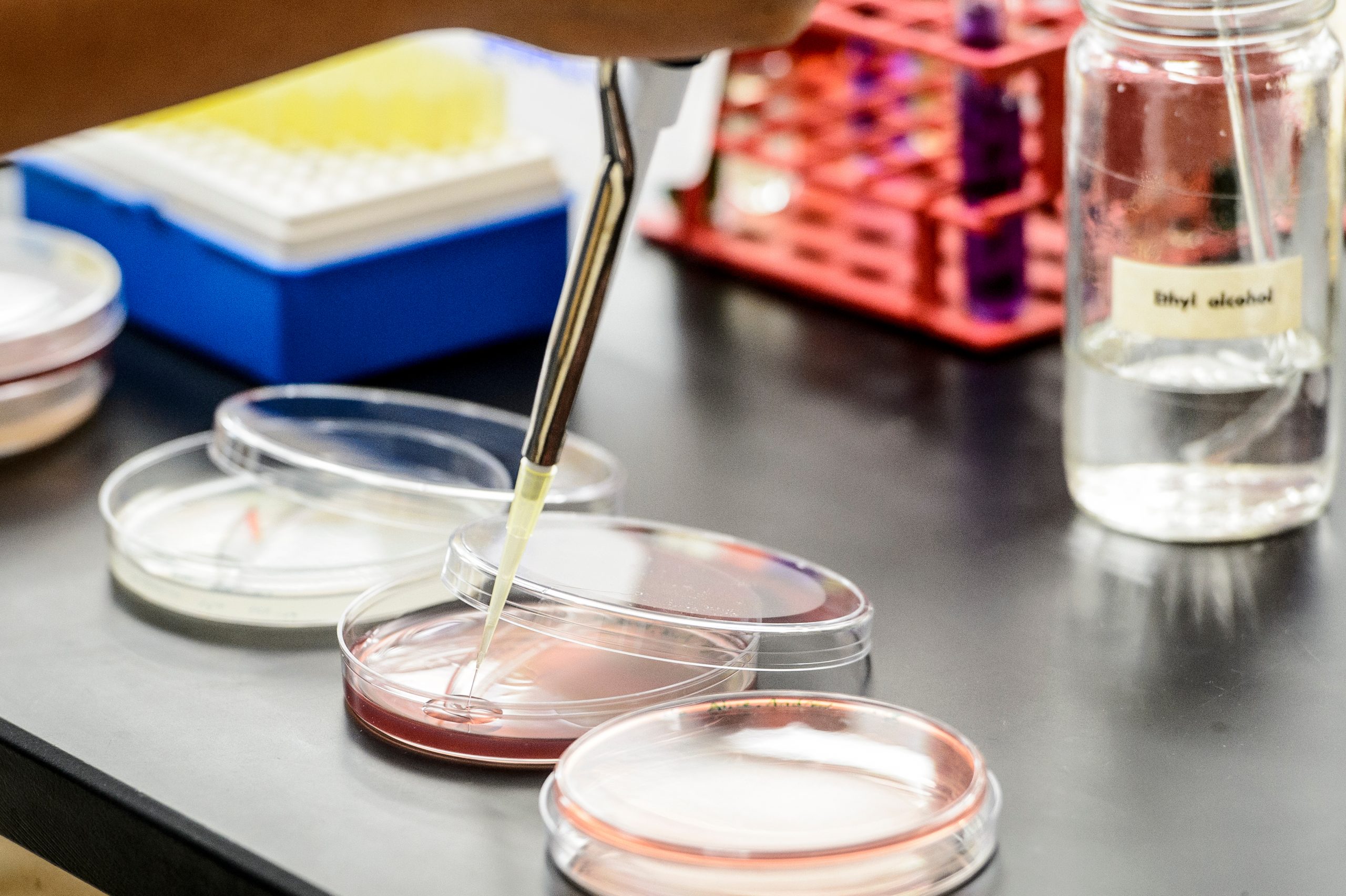 Agar plates in microbiology classroom.