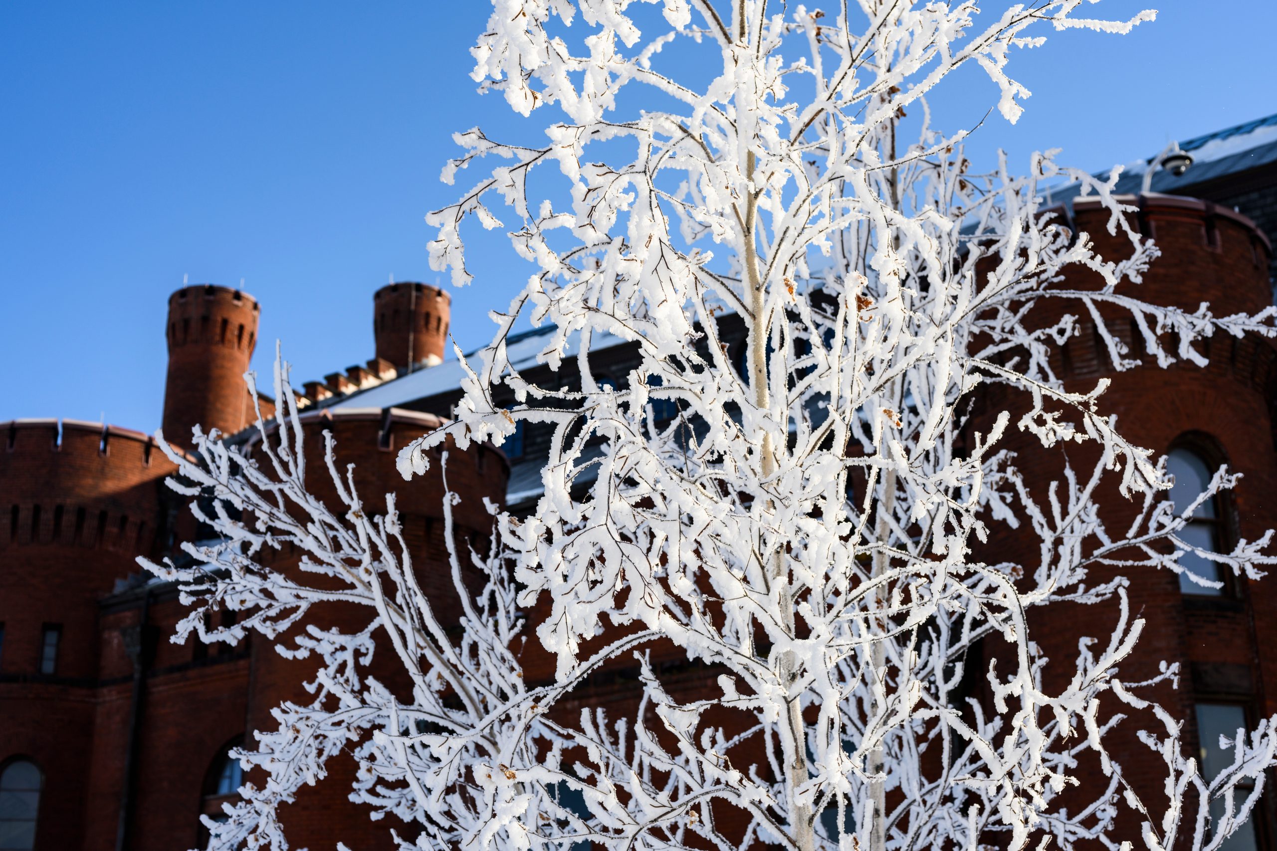 Hoarfrost on tree branches at Alumni Park